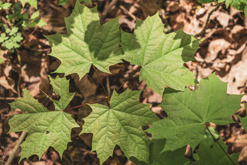 maple leaves in the glow of the sun on the tree