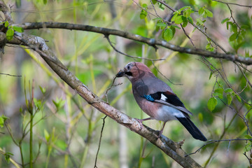 Obraz premium Colorful Jay on a branch in the wood in the district of Bromma in Stockholm a spring day.