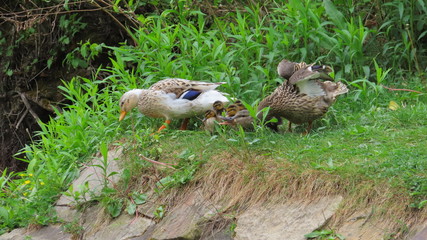 Entenfamilie an der Alten Donau/Wien