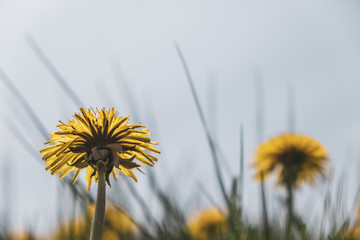 Obraz premium dandelions on a flowery meadow in spring