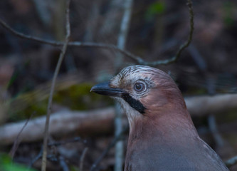Colorful Jay on a branch in  the wood in the district of Bromma in Stockholm a spring day.