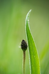 The lanceolata plantain (Plantago lanceolata) is a medicinal herb that has anti-cough properties and has anti-inflammatory and antibiotic effects.