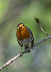 Fototapeta premium Robin on a branch in a park in the district Bromma in Stockholm