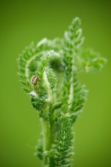 The lanceolata plantain (Plantago lanceolata) is a medicinal herb that has anti-cough properties and has anti-inflammatory and antibiotic effects.