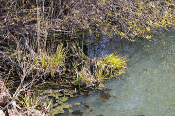 swampy pond in the village