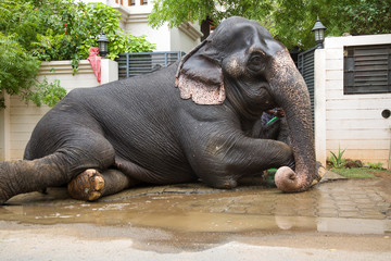 TIRUNELVELI,TAMILNADU/INDIA-AUG 27 2016 :  full view of elephant taking rest after bathing in water hose pipe with the help of a man in front of a building. side close up view of elephant taking rest 