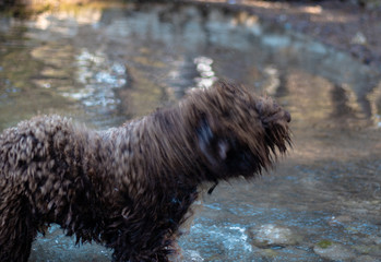 Dog spinning it's body in water trying to get dry, blurred in motion