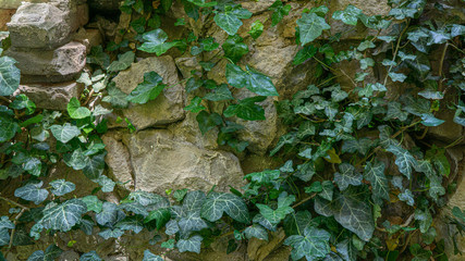 The texture of the old stone wall entwined with ivy. Georgia country. Kutaisi city