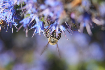 Bee on Purple Cactus 