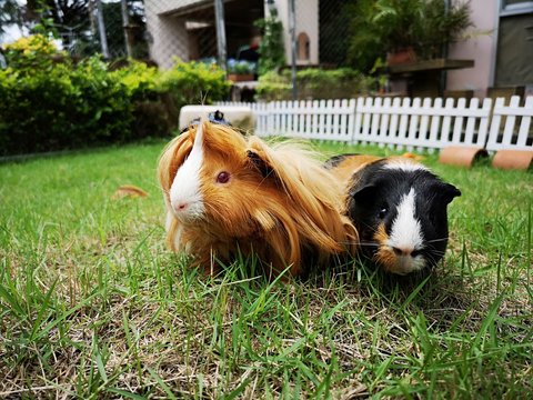 Close-up Of Guinea Pigs Sitting On Grassy Land