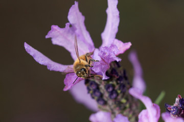 Bee on Purple Lavender Feeding