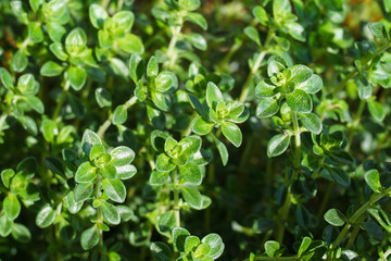 Fototapeta na wymiar fresh green thyme leaves