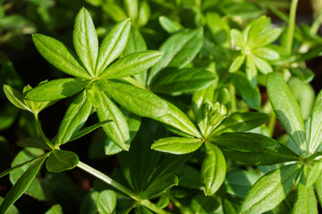 Fresh Galium odoratum leaves, commonly called woodruff