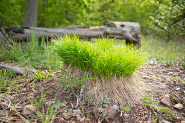 An island made of grass