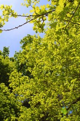 Yelo leaf.