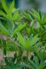 close up of green leaves