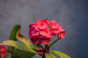 pink rose on black background