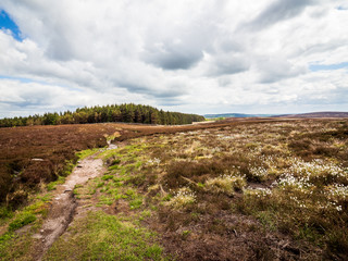 Common Cottongrass (Eriophorum angustifolium) on a Yorkshire moor