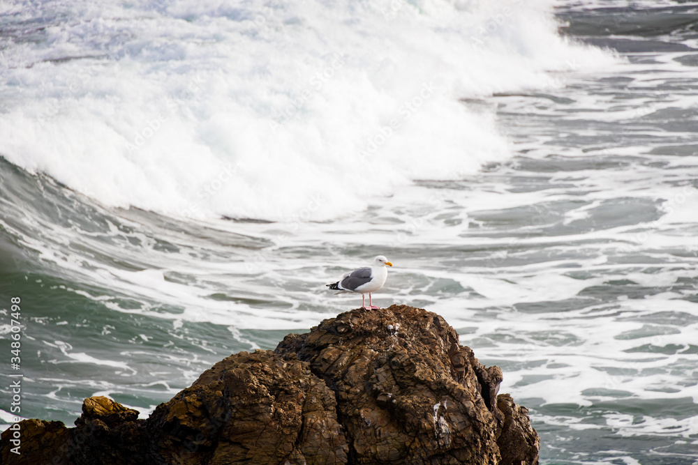 Wall mural seagull on rock with waves breaking in background