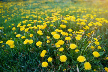 Fototapeta premium A field with bright yellow dandelions. Yellow flowers.