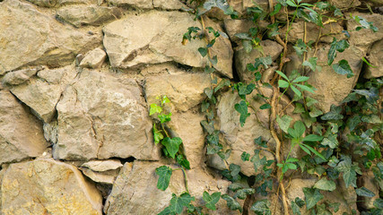 The texture of the old stone wall entwined with ivy. Georgia country. Kutaisi city