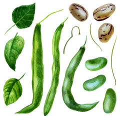 Watercolor illustration, set. Bean pods, beans, bean leaves.