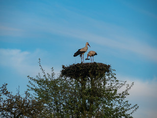 Two storks standing in the nest on the tree. Suwalski landscape park, Podlaskie, Poland © Beata