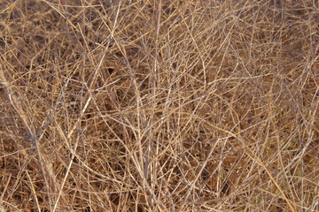 dry grass from last year (hay)