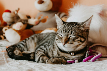 Cute tabby cat sleeping on a bed selective focus