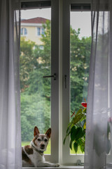 cute dog looking out the window