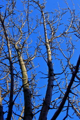 clear blue sky through the trees