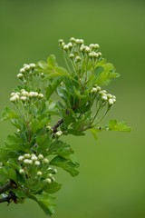 White spring flowers of apple tree on nature background.