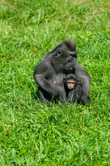 crested macaque or black monkey, mother with baby