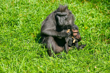 crested macaque or black monkey, mother with baby