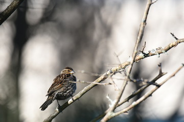 Female red wing blackbird on a branch
