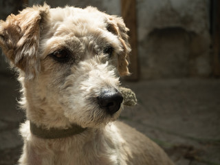 Terrier dog, light colored head with triangular ears, looking to the right. the dog has a black nose, dark eyes, trimmed wavy hair, flagging ears