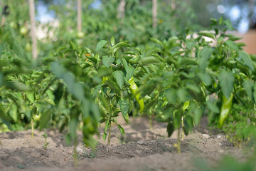 Vegetable garden with planted green peppers and noon light.