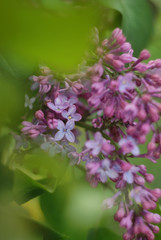 lilac flowers in the garden