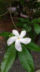 white frangipani flower