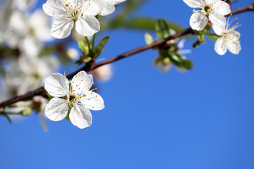Cherry blossom in spring isolated on blue sky, natural background for romantic card. White flowers on a branch, soft colors