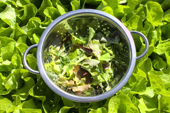 Pfl&uuml;cksalat im Sieb in einem Salatbeet