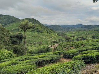 Fototapeta na wymiar tea plantation in idukki