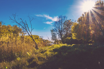 Spring walk in floodplain forests