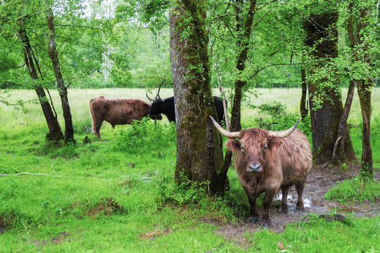 Les marais de Lavours, paysages,traditions et vieilles pierres du Bugey.