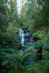 australia rainforest big trees green