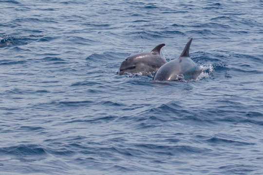 Dolphins swimming free