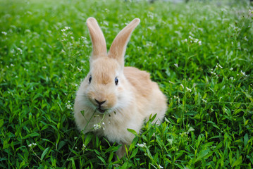 A little rabbit is sitting in the green grass.