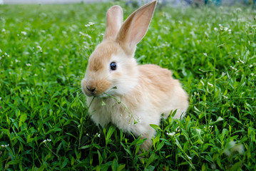 A fluffy rabbit on is sitting on the green grass.