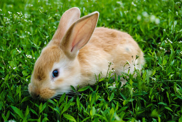 Red-haired young rabbit grazes on the green grass.