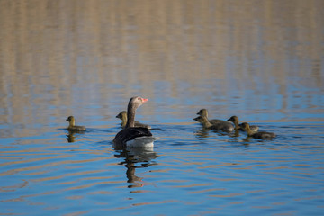 Greylag goose with chicks in a pond in Stockholm